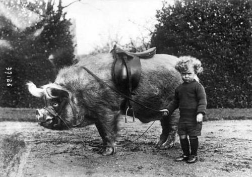 Qabanla oğlan, 1932-ci il