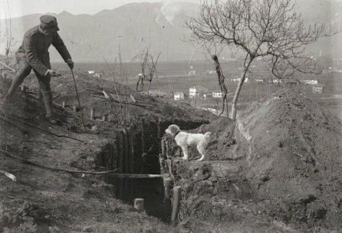 Əsgər itə səngərdən keçməyə kömək edir. İtaliya krallığı, 1916-cı il