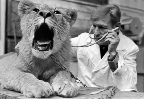 Baytara qəbulda. Azərbaycan, Bakı, SSRİ dövrü, 1976-cı il