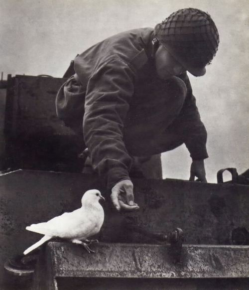 Əsgər və göyərçin