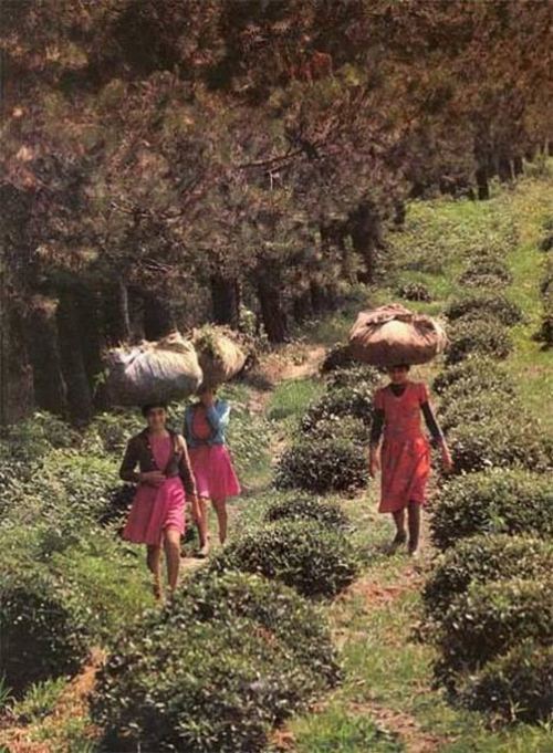 Azərbaycanın cənubunda məhsul yığımı, 1970-ci illər