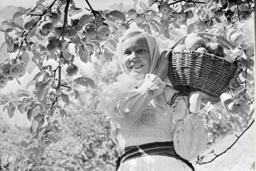 Kolxoz həyatı, SSRİ