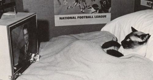 Televizora baxan pişik