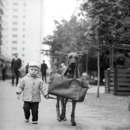 Uşaq və onun köməkçi iti