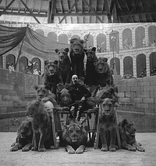 Əhliləşdirilmiş şirlər, 1905-ci il