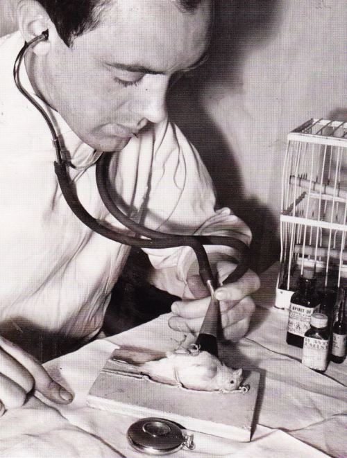 Baytar Patrik Lambert, 1940-cı il